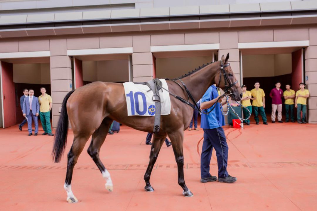 香港今晚开什么特马,香港今晚开什么特马，探索赛马运动的魅力与挑战